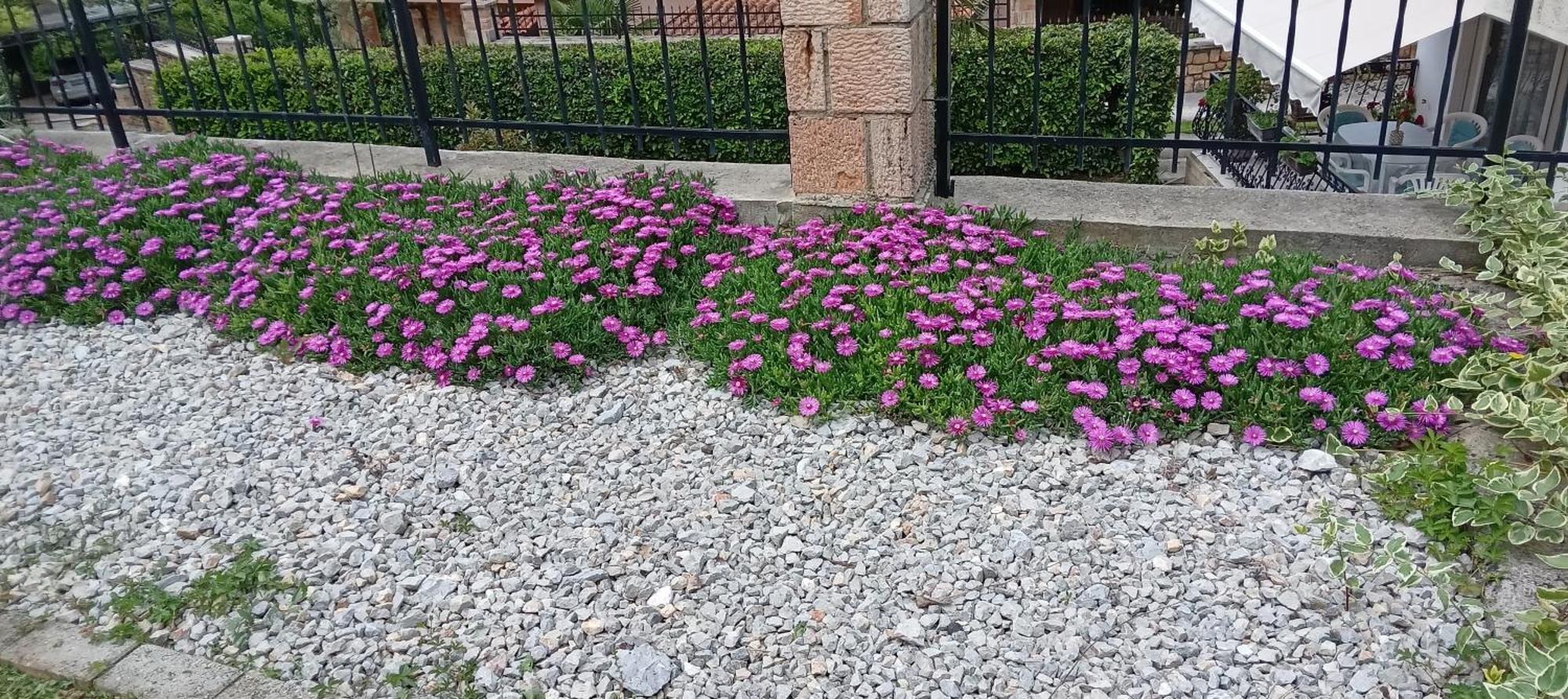 Villa Karolina אוהריד מראה חיצוני תמונה
